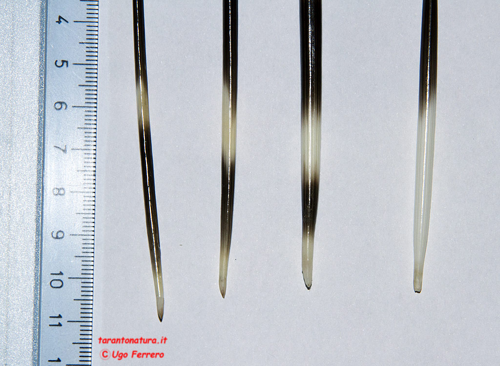 Istrice nel Tarantino!